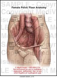 female pelvic floor anatomy cal