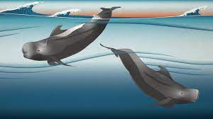 pilot whale identified in pacific ocean