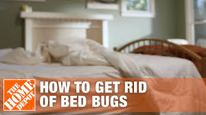 bed bugs diy pest control