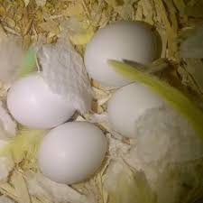 harlequin macaw eggs worldwide exotic