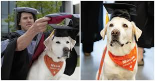 You might be thinking that honorary doctorate is. Virginia Tech Honors Their Loyal Therapy Dog With Honorary Doctorate Degree