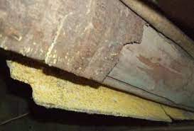 yellow mold in the home health