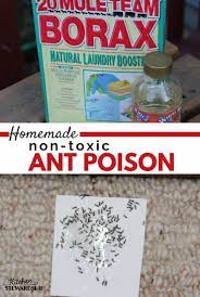 how to make homemade non toxic ant poison