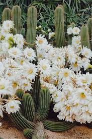 How To Create A Cactus Garden Cactus