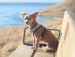 Top 10 Best Chihuahua Dog Harnesses For 2019 Reviews Fuzzy