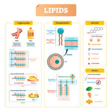 lipids broad learnings