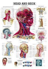 Stockbyte / getty images anatomical study of the skull is a worthwhile component of your figure drawing study. Head And Neck Laminated Anatomy Chart