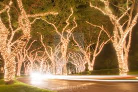 Christmas Lights On Trees At Night Wailea Maui Hawaii