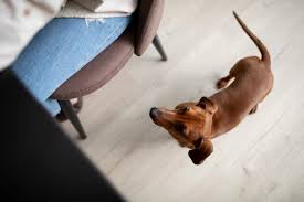 fix scratches in hardwood floors from a dog