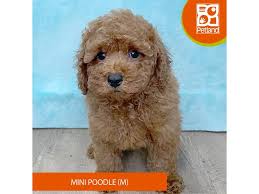 mini poodle golden rededuct com