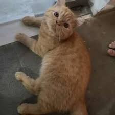 Daftar kucing tersedia ~ jual beli kucing persia & anggora pekanbaru. Jantan Jual Hewan Peliharaan Kucing Terlengkap Di Pekanbaru Kota Olx Co Id