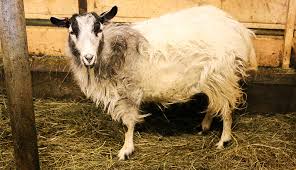 how to spot treat goat parasites