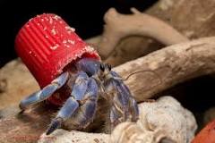 what-do-hermit-crabs-use-as-a-home