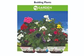 plastic free bedding plant selection