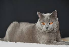 Imagini pentru rase de pisici chartreux