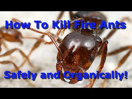 organically kill fire ants