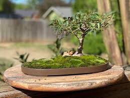 Willow branches willow tree bonsai garden garden trees trees and shrubs trees to plant fresh cut curly willow from california. Repot Of A Willow Ficus I M Retraining Into An African Savannah Style Idea Thanks To Nigel Saunders On Youtube Now The Real Training Begins Bonsai