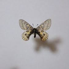 ョウの 国産蝶標本 ウスバキチョウ♂️ 白雲岳 規制前野外採集品 珍品 天然記念物 58pj6-m38211538650 していただ
