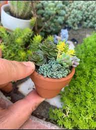 Clay Pot Miniature Fairy Garden 1 75
