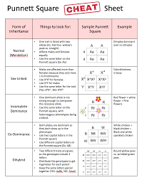 Possible problems at savvas realize. Punnett Square Cheat Sheet For Students Genetics Punnettsquare Biology Biology Classroom Biology Lessons Teaching Biology