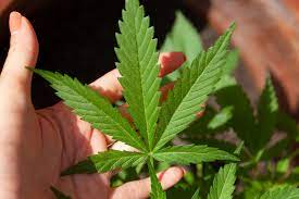 La Cannabis che cura - Gennaio 2021 - Fuoriluogo