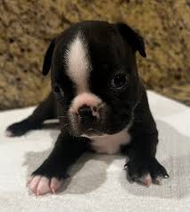 lytle s boston terriers