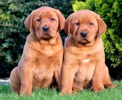 Find the perfect redbone coonhound puppy. Redbone Coonhound Mix Puppies For Sale Puppy Adoption Keystone Puppies