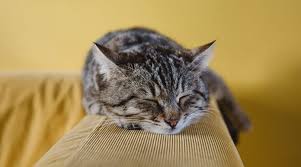 Yes, a cat snores when relaxed. What Does Cats Snoring Mean The Answer You Need To Know A Blog For Cat Owners Lovers