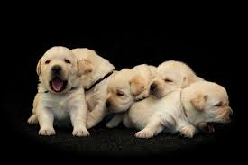We did not find results for: It S National Puppy Day Watch 18 Puppies So Cute You Might Pass Out The Dog People By Rover Com