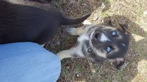 These fees usually includes spaying/neutering, vaccinations. Litter Of 8 German Shepherd Dog Siberian Husky Mix Puppies For Sale In Corbin Ky Adn 24591 On Puppyfinder Com Gende Siberian Husky Mix Siberian Husky Puppies
