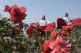 the rose festival chandigarh