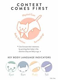 The Definitive Guide To Cat Behavior And Body Language