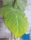 What do I do if my philodendron leaves turn yellow?
