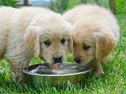 Your dog won't drink water and you're wondering why? Is Your Puppy Drinking Enough Water American Kennel Club
