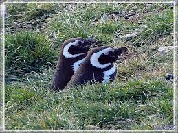 Résultat de recherche d'images pour "pingouins ile magdalena"