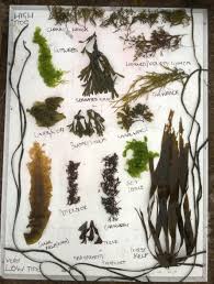 An Introduction To Seaweed Foraging Galloway Wild Foods