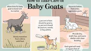 how to raise and care for baby goats
