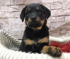 rottweiler puppies pittsburgh pa
