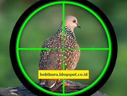 Anggota kelompok streptopelia yang hidup di indonesia ada dua jenis: Sedikit Catatan Tentang Hobi Tips Berburu Burung Tekukur