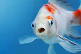 Shop online for pet fish, fish food, aquariums & stands, aquarium filtration, heating& lighting from animates. 60 Fish Names Male Or Female Clever Funny From Nemo To Neptune