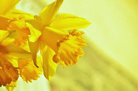 3,000+ Free Daffodil & Spring Images - Pixabay