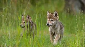 Wolves is about the journey to finding love. Did You Know Wolves Only Have One Litter Of Pups Annually Living With Wolves