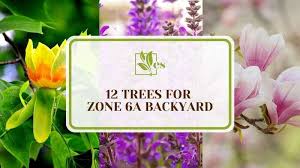 12 trees for zone 6a backyard to