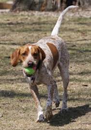 8:49 alexandros fanoyrakis 1 355 просмотров. 10 Best Red Tick Coonhound Ideas Red Tick Coonhound Coonhound English Coonhound