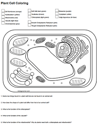 The plant cell worksheet name: Color A Plant Cell And Identify Functions Color A Typical Plant Cell
