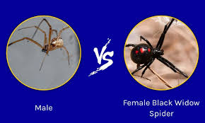 male vs female black widow spider what
