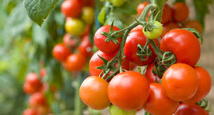 Tomato Growing Guide Tui When To