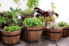 Herbs For Beginning With A Kitchen Garden