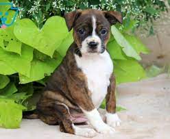 carmel boston terrier mix puppy for