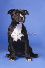 We've got pups from breeders and private sellers. Amstaff Blue